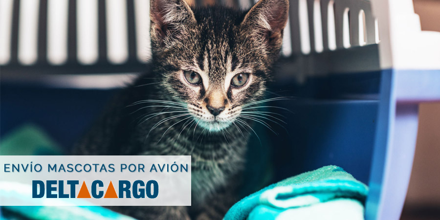 coste-envio-transporte-mascotas-por-avion