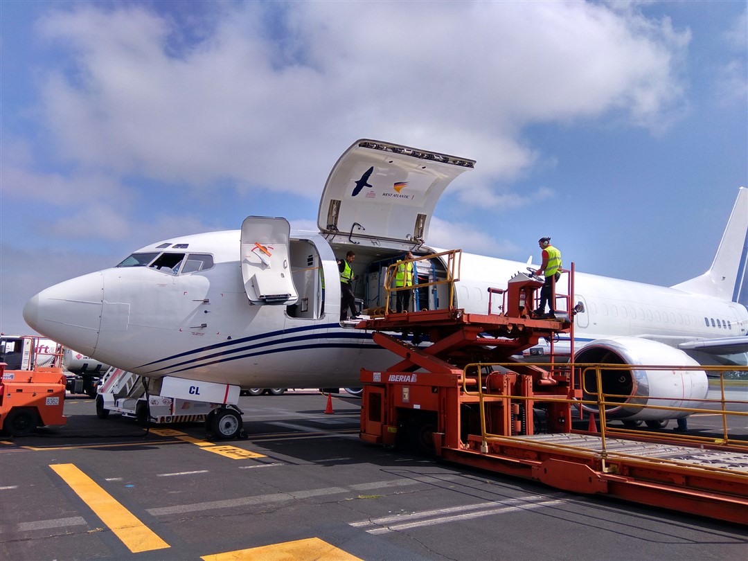 Transporte especial por avion caballos de carreras