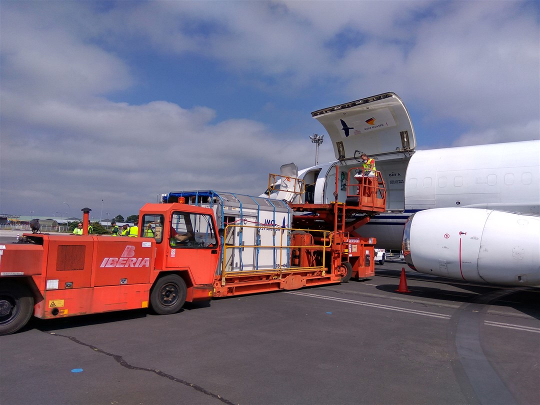 Transporte especial por avion caballos de carreras