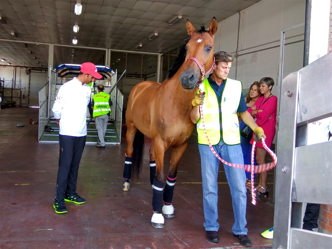 Transporte especial por avion caballos de carreras